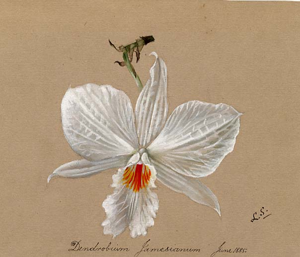 A detailed painting of a white flower captioned "Dendrobium Jamesianum June 1885".